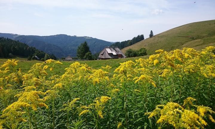 Hinterwaldkopfhütte